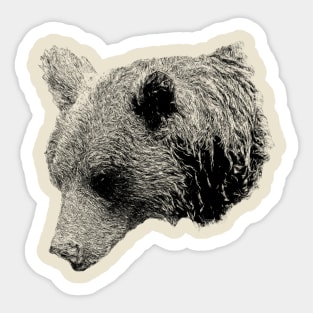 Brown bear Sticker